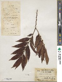 Diospyros eriantha image