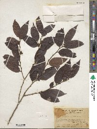 Diospyros eriantha image