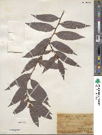 Diospyros eriantha image