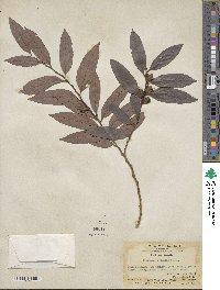 Diospyros eriantha image