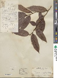 Diospyros eriantha image