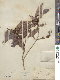 Diospyros eriantha image