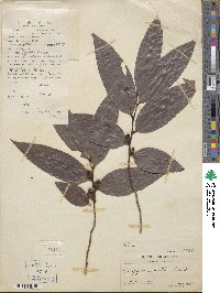 Diospyros eriantha image