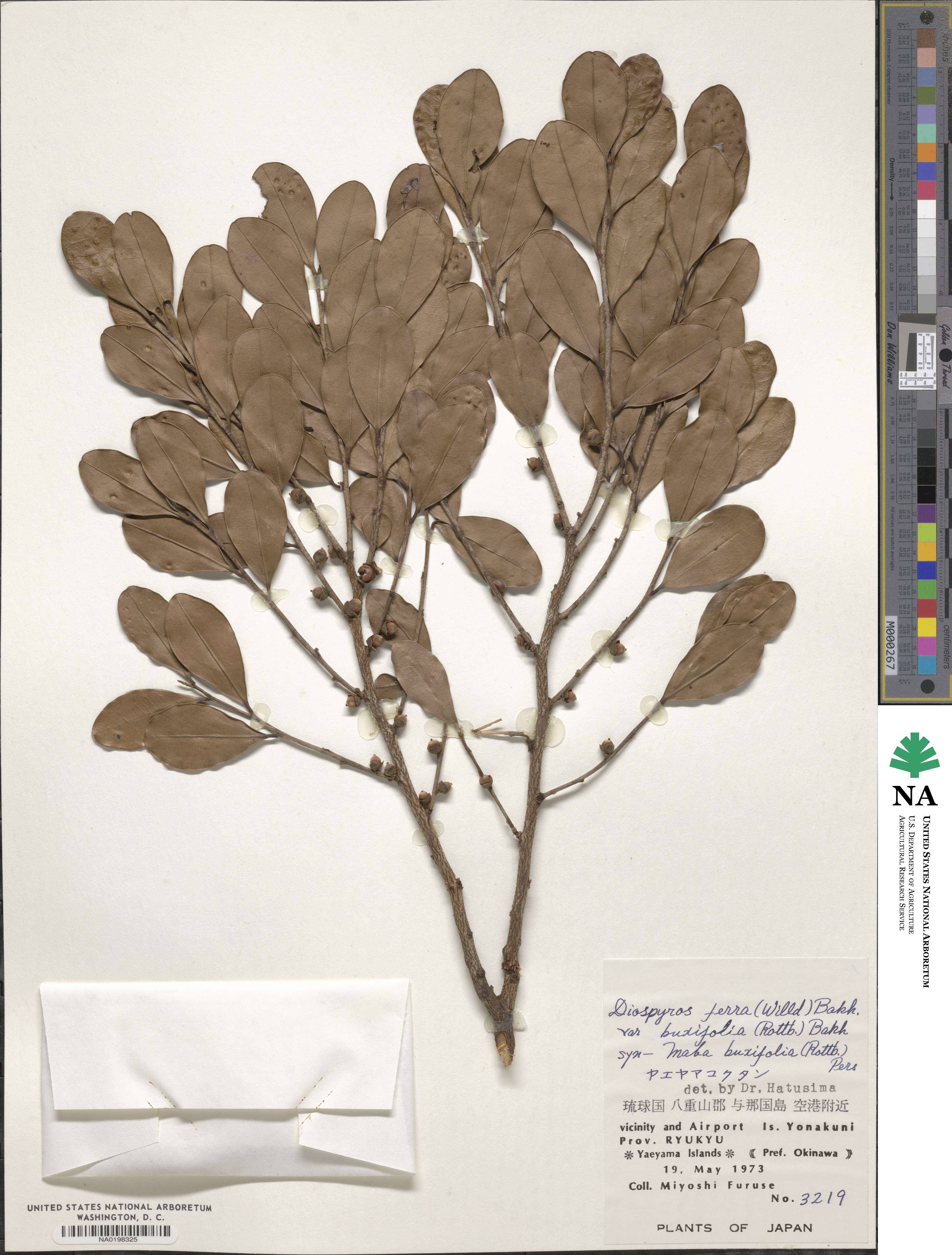 Ebenaceae image