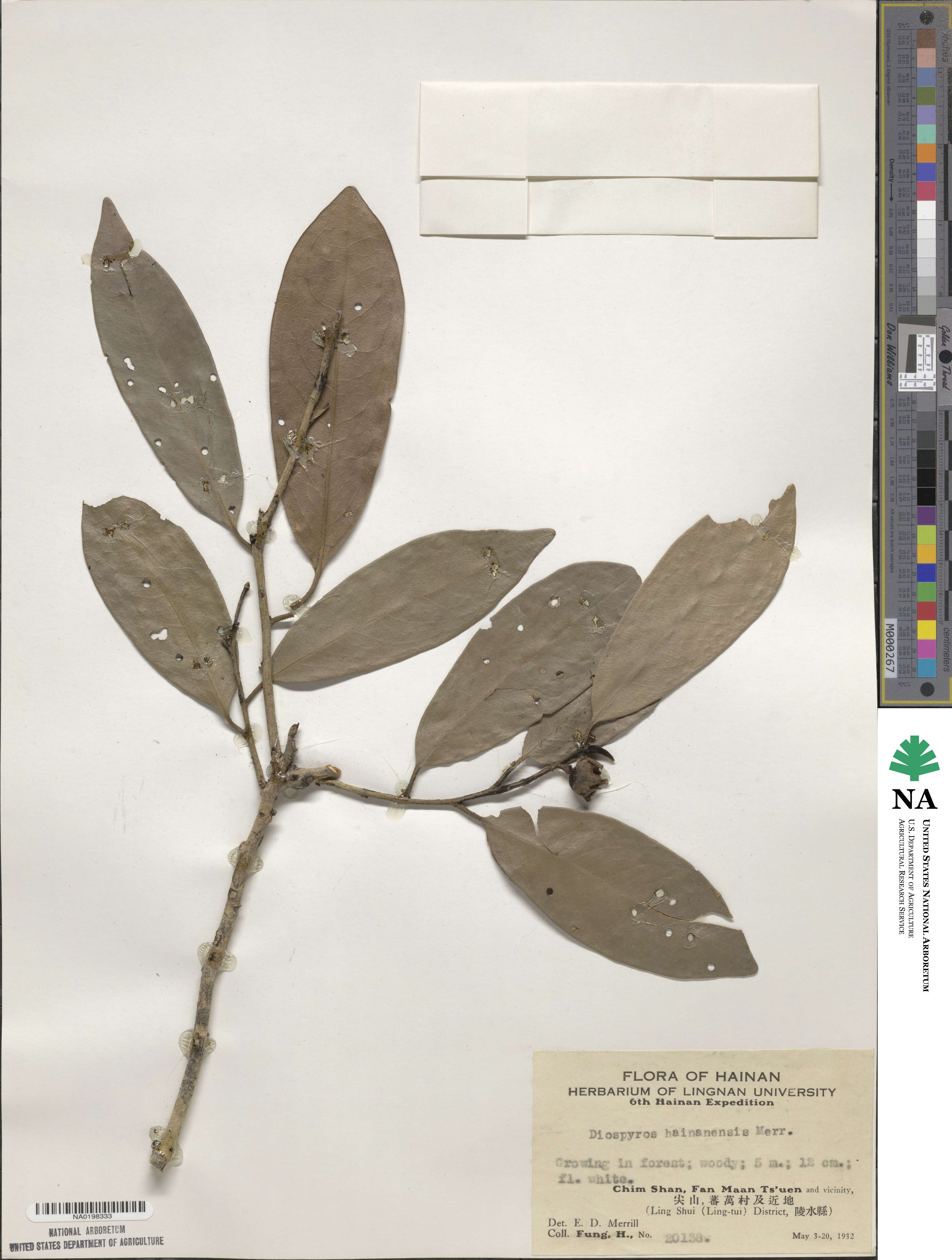 Diospyros hainanensis image