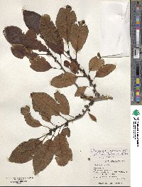 Diospyros japonica image