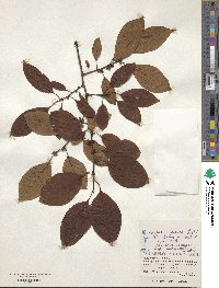 Diospyros japonica image