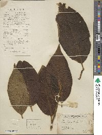 Diospyros kaki image