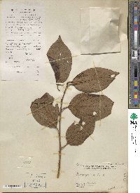 Diospyros kaki image