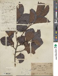 Diospyros kaki image