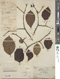 Diospyros kaki image