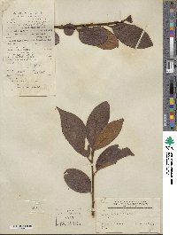 Diospyros kaki image