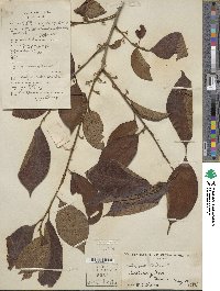 Diospyros kaki image