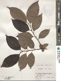 Diospyros kaki image