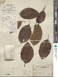 Diospyros kaki image