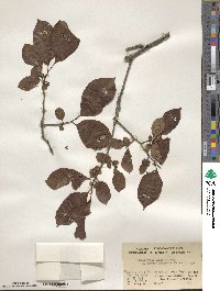 Diospyros kaki image