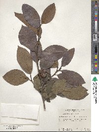 Diospyros kaki image