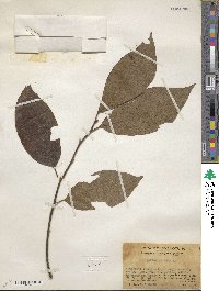 Diospyros kaki image