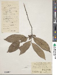 Diospyros longibracteata image