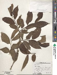 Diospyros lotus image