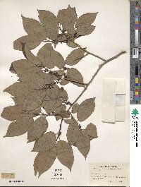 Diospyros lotus image