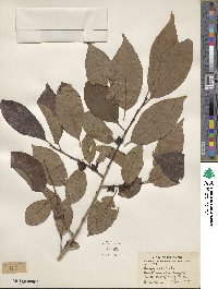 Diospyros lotus image