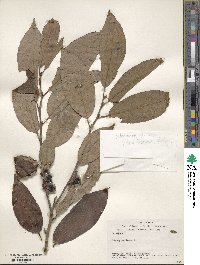 Diospyros lotus image