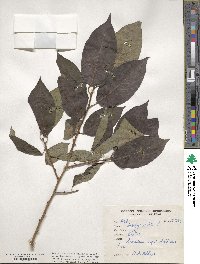 Diospyros lotus image