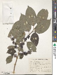 Diospyros lotus image