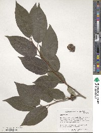 Diospyros lotus image