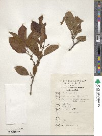 Diospyros lotus image