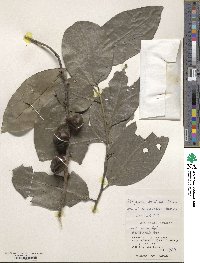 Diospyros maritima image