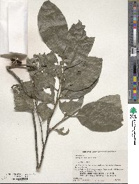 Diospyros maritima image