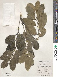 Diospyros maritima image