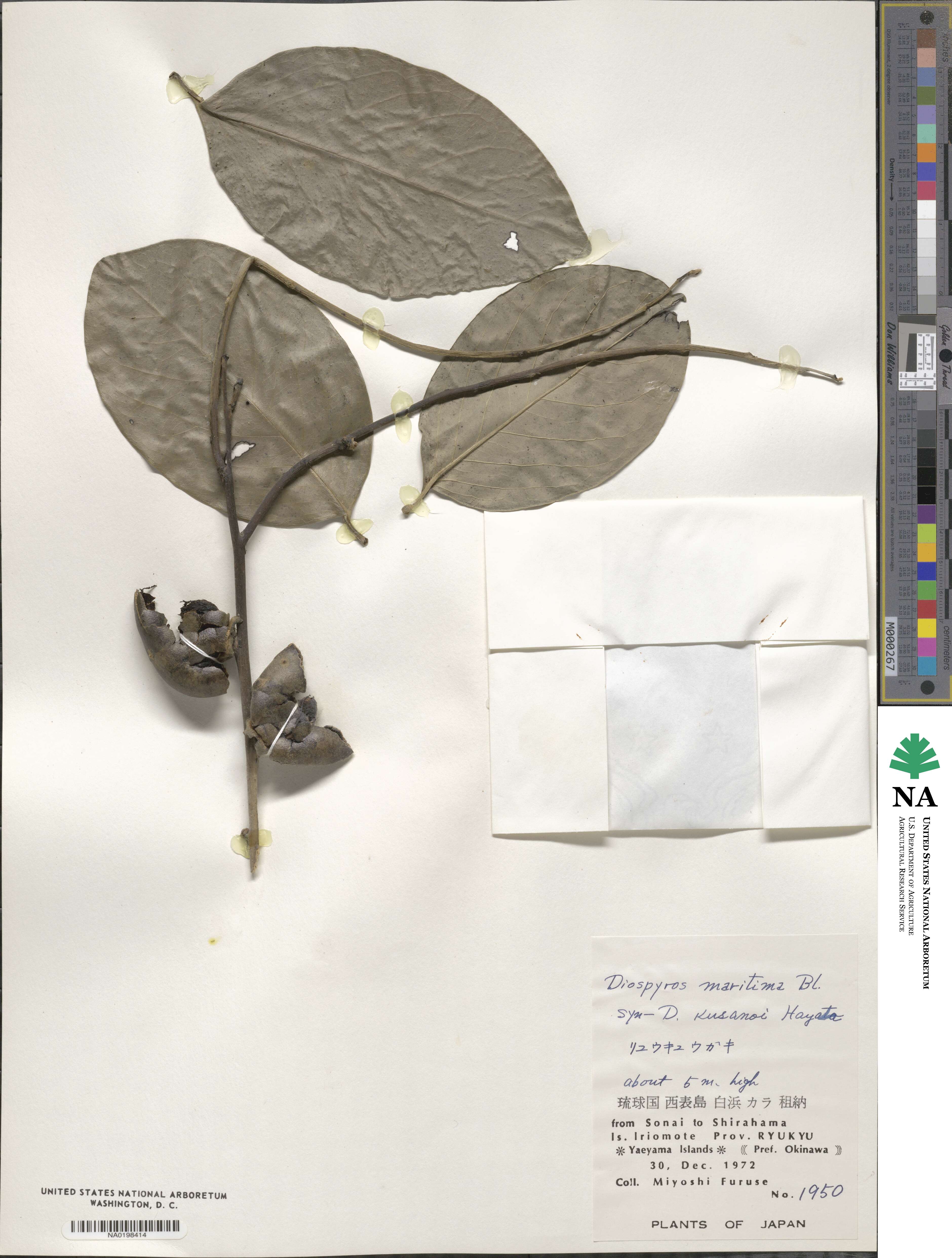 Diospyros maritima image