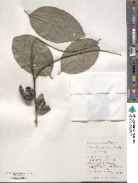 Diospyros maritima image