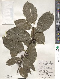 Diospyros maritima image