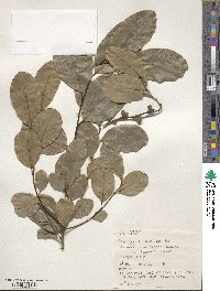 Diospyros maritima image