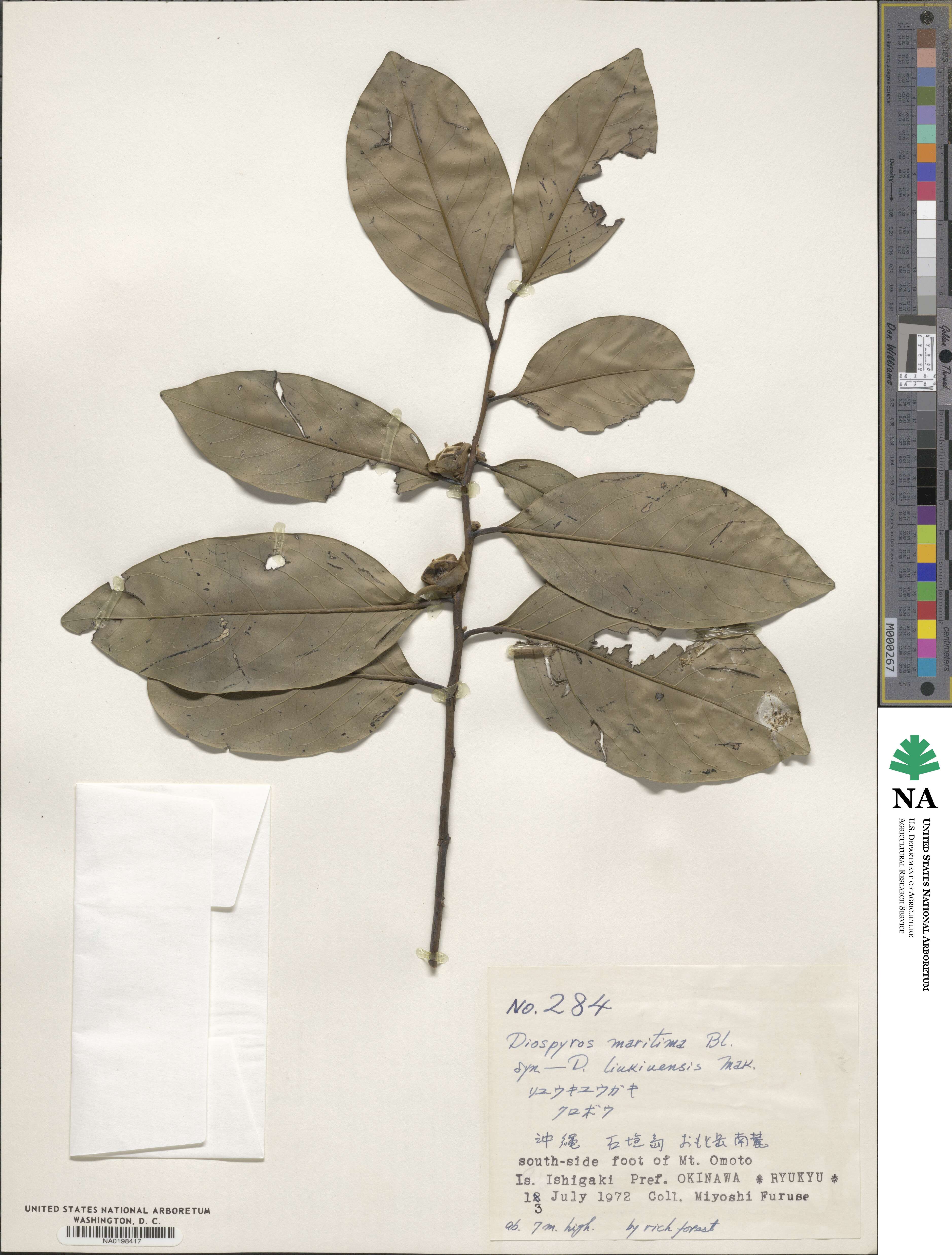 Diospyros maritima image