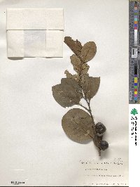 Diospyros maritima image