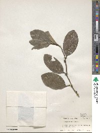 Diospyros maritima image