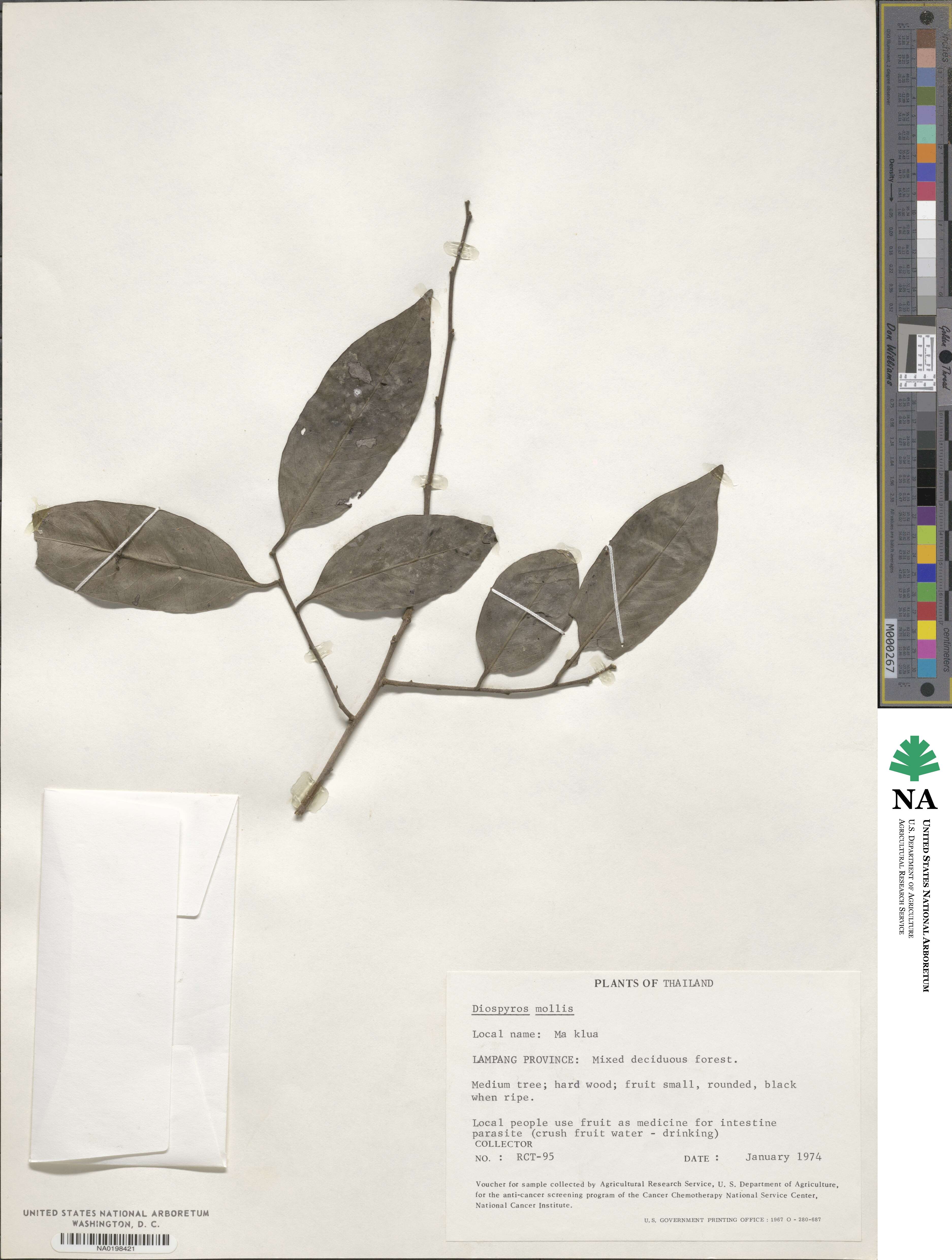 Diospyros mollis image