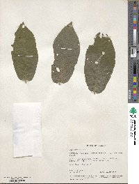 Diospyros montana image