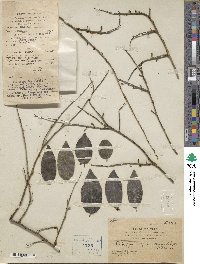 Diospyros montana image