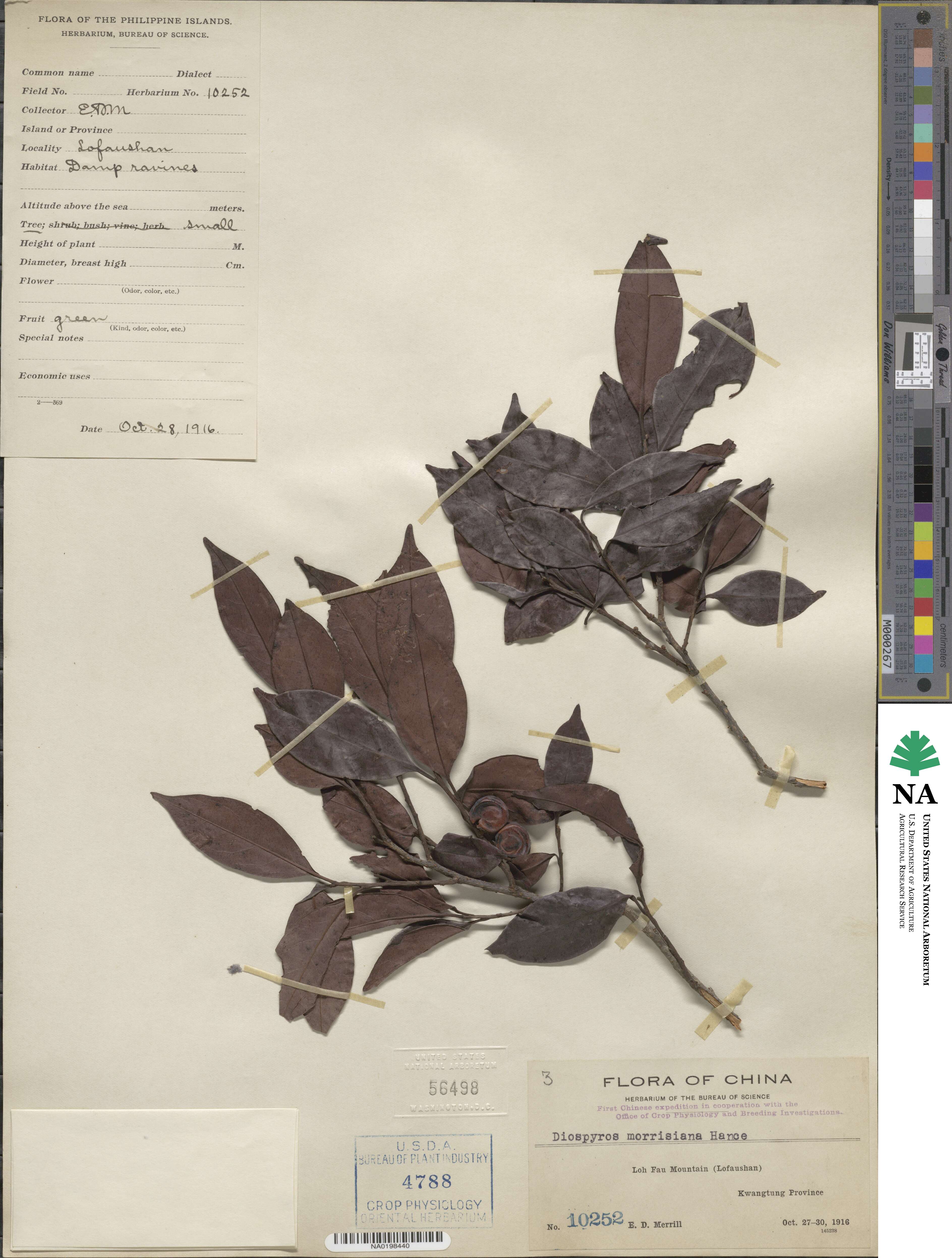 Diospyros morrisiana image