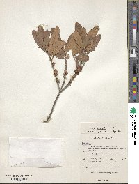 Diospyros ovalifolia image