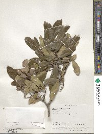 Diospyros ovalifolia image