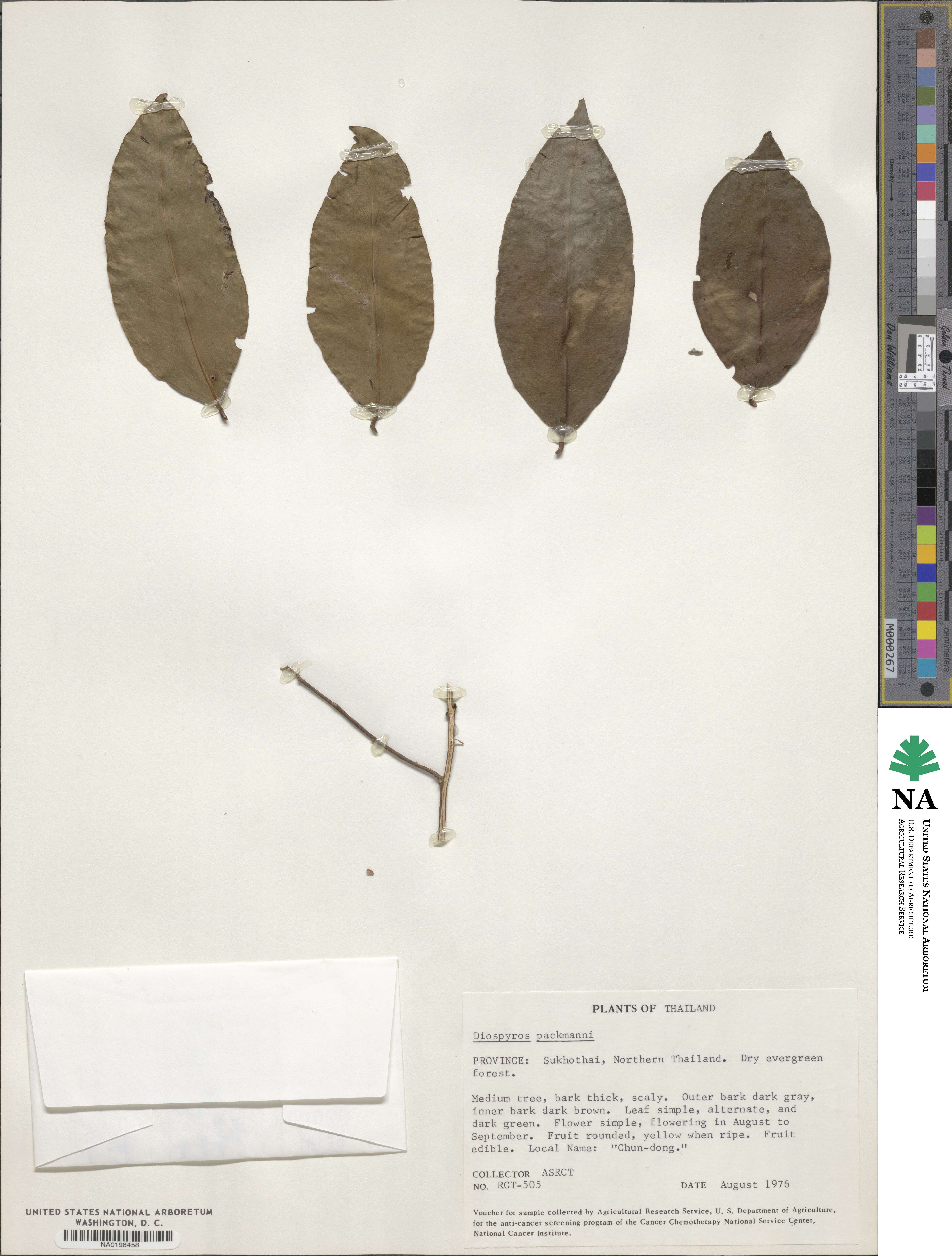 Diospyros decandra image