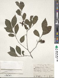 Diospyros rhombifolia image