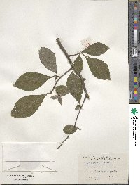 Diospyros rhombifolia image